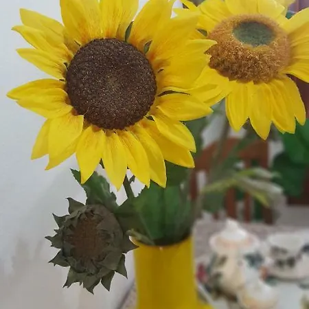 Zia Mia 奧爾比亞