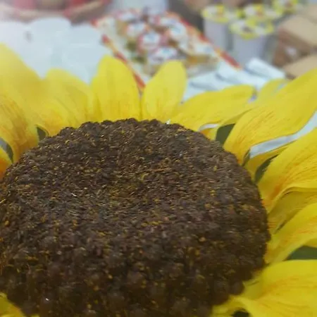 Zia Mia 4* 奧爾比亞