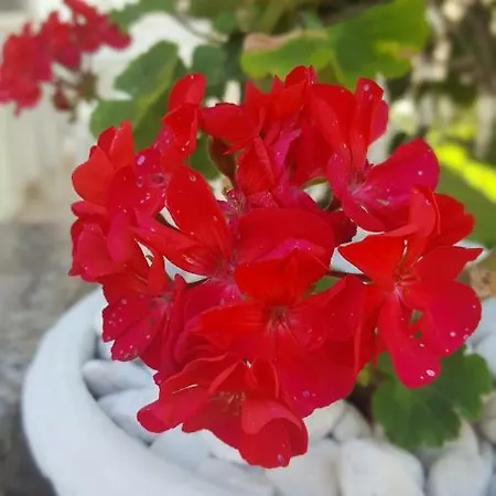 Zia Mia Maison d'hôtes